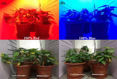 Integrated metabolome and transcriptome analyses provide insight into the effect of red and blue LEDs on the quality of sweet potato leaves